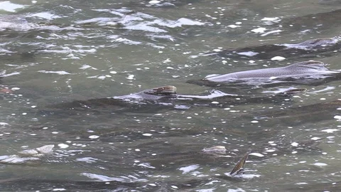 Salmon migrating back to spawning grounds and leaping over dam Stock Footage 117347889
