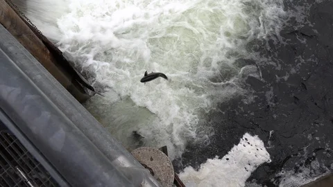 Salmon migrating back to spawning grounds and leaping over dam Stock Footage 117362471