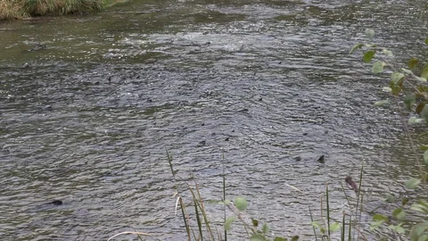 Salmon migrating back to spawning grounds and leaping over dam Stock Footage 117375481