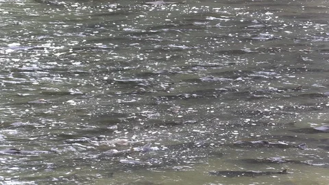 Salmon migrating back to spawning grounds and leaping over dam Stock Footage 117378411
