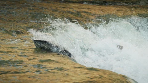 Salmon Migrating Upstream on Ganaraska River Stock Footage 344031169