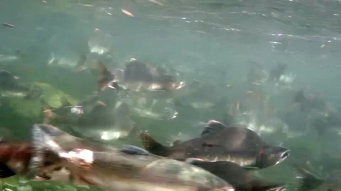 Salmon Migration in Alaska River During Spawning Season Vídeo Stock 340435476