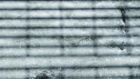 Salmon Migration in Fish Ladder in Slow Motion Stock Footage 336131785