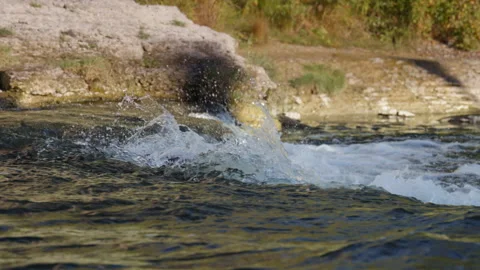 Salmon Migration Leaping over Rock Obstacles in Slow Motion Stock Footage 336131694