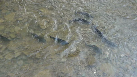 Salmon migration on shallow river to lay their eggs on gravel beds Stock Footage 140837990