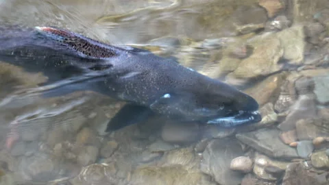 Salmon migration on shallow river to lay their eggs on gravel beds Stock Footage 140839675