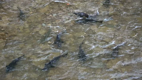Salmon Migration On Shallow River To Lay Their Eggs On Gravel Beds Stock Footage 141740636