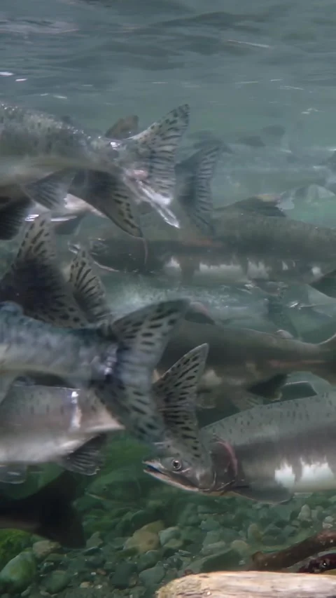 Salmon migration Through Rocky Riverbed on a Summer Day Stock Footage 314299701