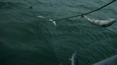 Salmon in nets are pulled up from the water. Stock Footage 92074230