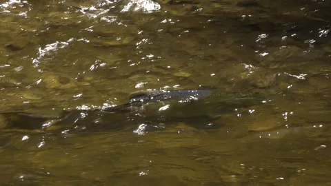 A Salmon not knowing which way to swim in a shallow creek Stock Footage 325673760