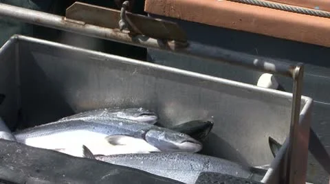 Salmon Offloading Fort Bragg CA 1 Video stock 10745519