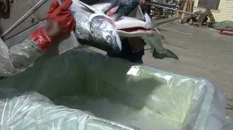 Salmon Offloading Fort Bragg CA 2 Video stock 10745545