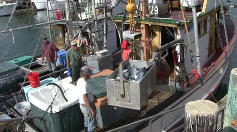 Salmon Offloading Fort Bragg CA 4 Stock Footage 10745767