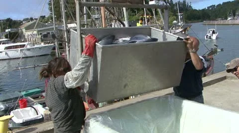 Salmon Offloading Fort Bragg CA 5 Video stock 10745857