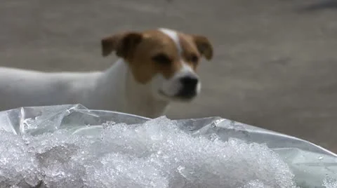 Salmon Offloading Fort Bragg CA 6 Stock Footage 10746009