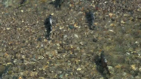 The Salmon of the To-onbetsu River Stock-Footage 332187303