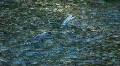 Salmon pair spawning river P HD 0238 HD Footage