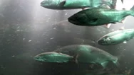Salmon Pass Through Fish Ladder, Bonneville Dam, Columbia River, 4K, Uhd Stock Footage