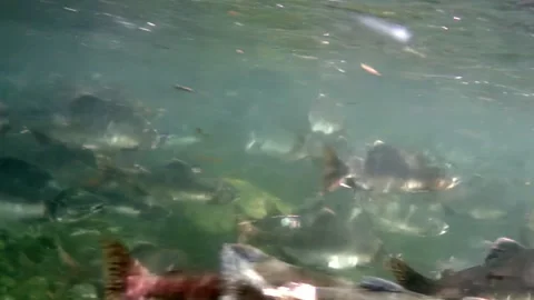 Salmon Pilgrimage Journey in Crystal River Currents Stock Footage 340435071