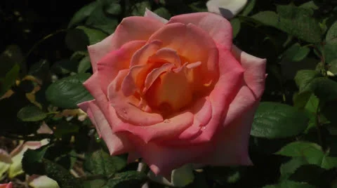 Salmon pink rose Stock Footage 24706045