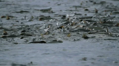 Salmon pink spawning in ocean and river  P HD 7456 Stock Footage 812980