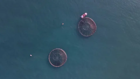 Salmon Ponds at Sea 스톡 동영상 334927064