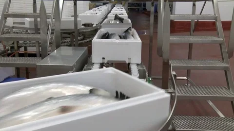 Salmon Processing factory plant in Scotland Stock Footage 77646161