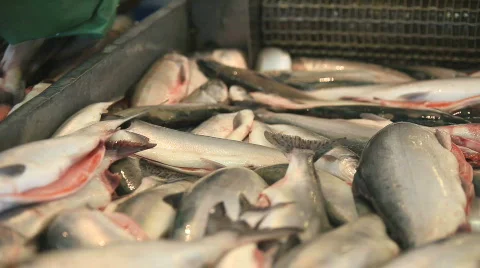 Salmon, processing Stockbeeldmateriaal 728835