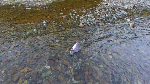 Salmon Return to Spawn Kamchatka august 2018 库存影片 119959674