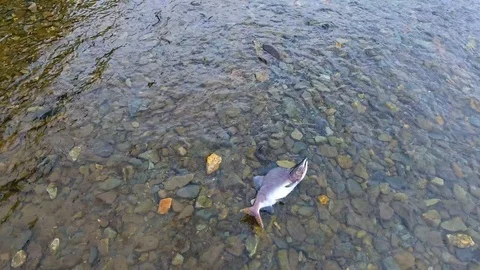Salmon Return to Spawn Kamchatka august 2018 库存影片 119959872
