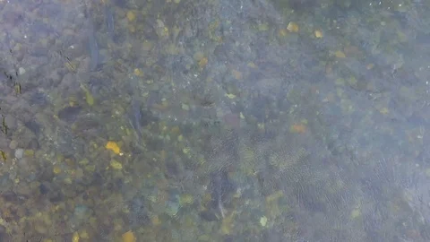 Salmon Return to Spawn Kamchatka august 2018 Stock Footage 119960483