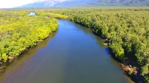 Salmon Return to Spawn Kamchatka august 2018 Stock-Footage 119960901