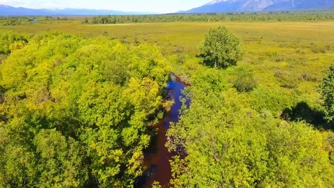 Salmon Return to Spawn Kamchatka august 2018 Stock Footage 119961226