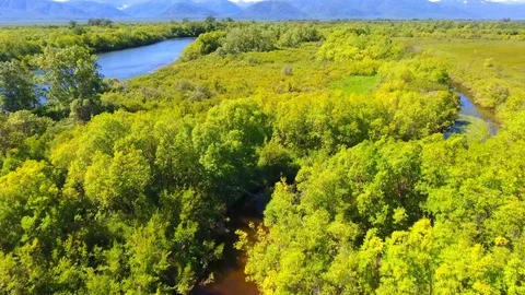 Salmon Return to Spawn Kamchatka august 2018 库存影片 119961265