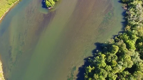 Salmon Return to Spawn Kamchatka august 2018 库存影片 119961636