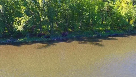 Salmon Return to Spawn Kamchatka august 2018 库存影片 119961845