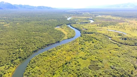 Salmon Return to Spawn Kamchatka august 2018 Stock Footage 119962299