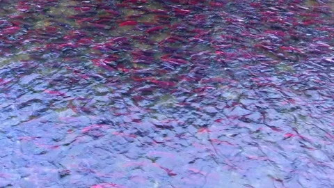 Salmon Return to Spawn Kamchatka august 2018 Vídeo Stock 119963970
