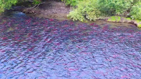 Salmon Return to Spawn Kamchatka august 2018 Stock Footage 119964162