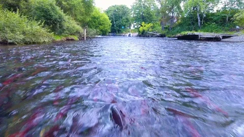 Salmon Return to Spawn Kamchatka august 2018 库存影片 119964490