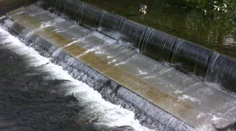 Salmon returning Stock Footage 526104