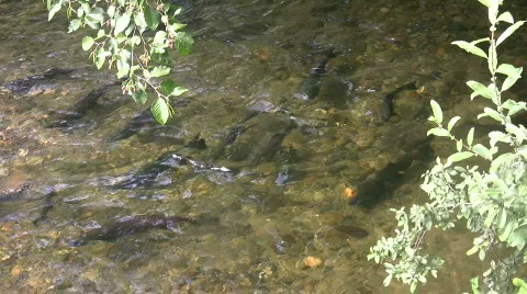 Salmon returning Stock Footage 526708