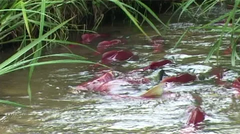 Salmon in the river Stock Footage 8760383