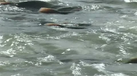 Salmon in the river Stock-Footage 9026960