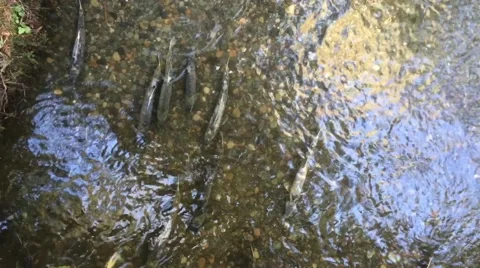Salmon in the River Stock Footage 48427362