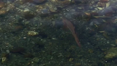 Salmon in the river goes to spawn  Video stock 79816696