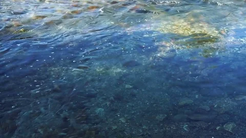 Salmon in the river goes to spawn  Stock Footage 79816708