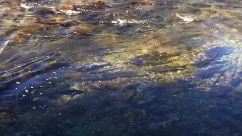 Salmon in the river goes to spawn  Stock-Footage 79816711