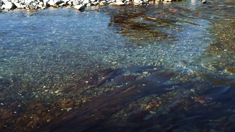 Salmon in the river goes to spawn  Stock Footage 79816716