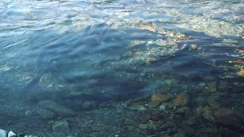 Salmon in the river goes to spawn  Stock Footage 79816724